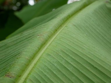 muz yaprağı dokusu, duvar kağıdı için yeşil doğa arkaplanı.