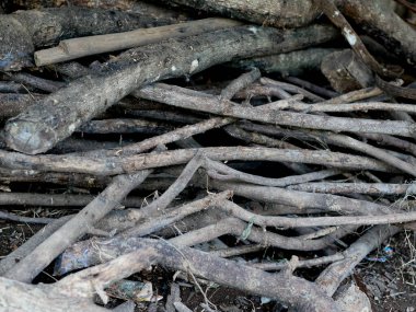 Ağaç dalları yığını, yakacak odun için kullanılır..