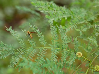 Arı akasya yaprağına tünemiş. tropikal böcekler.