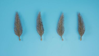 kuru köknar ağacı yaprakları mavi arkaplanda.