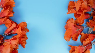 Mavi arka planda, fotokopi alanı olan turuncu Hibiscus çiçeği. Romantik konsept, tebrik kartı. Metin için boşluk.