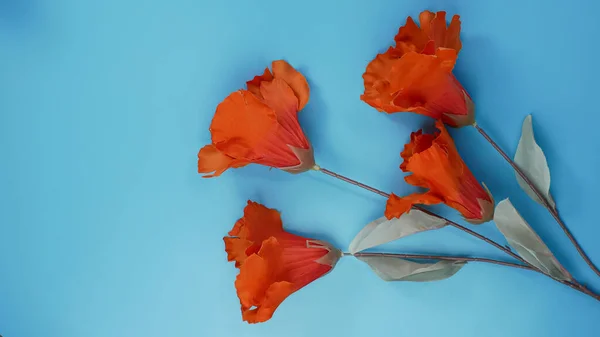 Flor Hibiscus Naranja Sobre Fondo Azul Con Espacio Para Copiar —  Fotos de Stock