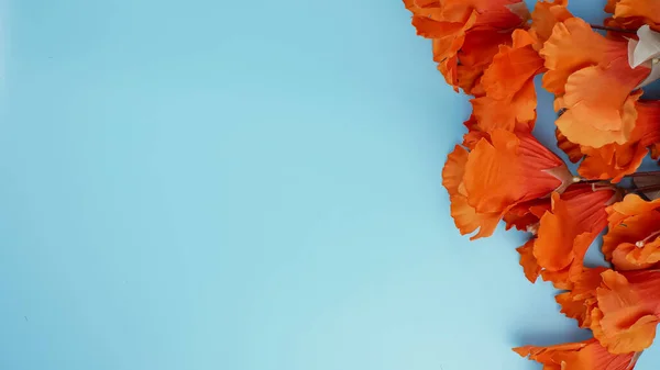 Flor Hibiscus Naranja Sobre Fondo Azul Con Espacio Para Copiar —  Fotos de Stock