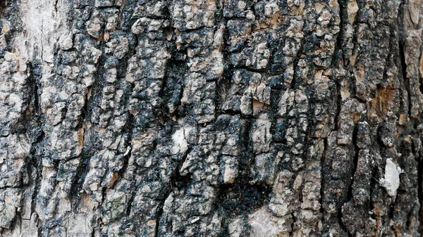 Fundo Textura Madeira Superfície Áspera Mesa Velha Com Padrão Natureza — Fotografia de Stock