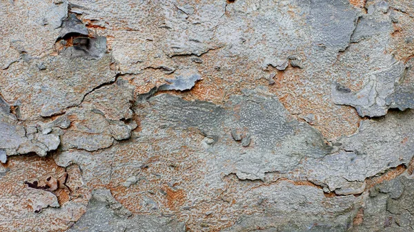 Textura Kůry Stromu Vzor Přirozeného Stromu Kůry Pozadí Hrubý Povrch — Stock fotografie
