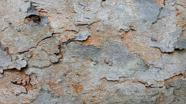 tree bark texture, pattern of natural tree bark background. Rough surface of trunk.