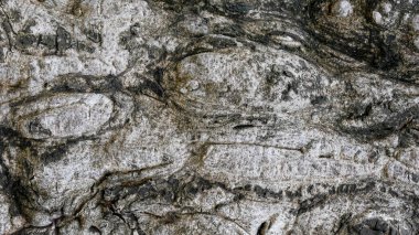 Arkaplan için Ağaç Kabuğu Dokusu