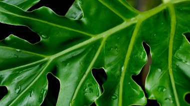 Tropikal yaprak filodendronu dalgalı yeşil yaprak, doğa koyu arkaplan.