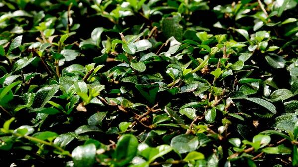 Tiny Green Leaves Nature Dark Background — ストック写真