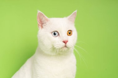 Mavi arkaplanda iki göz rengine sahip beyaz kedi resmi