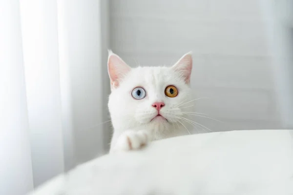 lovely white cat image with two color eyes at home