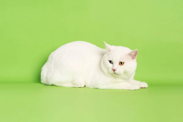 Imagen Gato Blanco Con Dos Colores Ojos Aislados Sobre Fondo — Foto de Stock