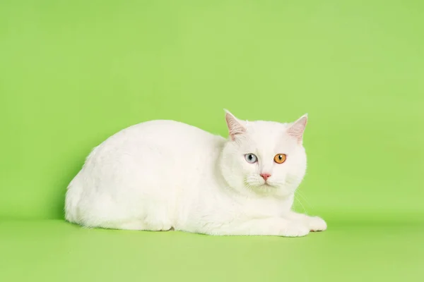 Imagen Gato Blanco Con Dos Colores Ojos Aislados Sobre Fondo —  Fotos de Stock