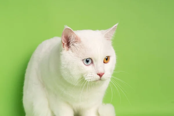 white cat image with two eye colors isolated on blue background