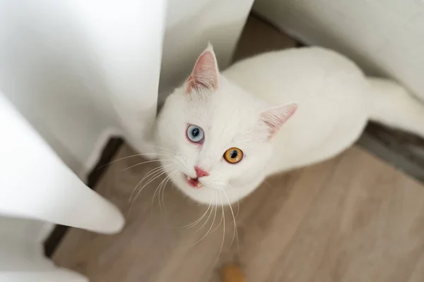 lovely white cat image with two color eyes at home