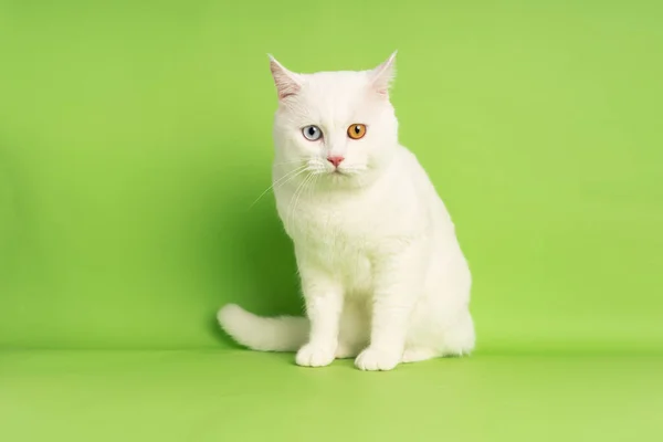 Imagen Gato Blanco Con Dos Colores Ojos Aislados Sobre Fondo —  Fotos de Stock