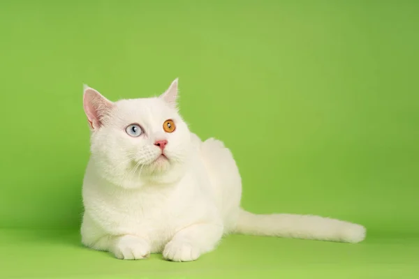 white cat image with two eye colors isolated on blue background