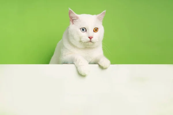 Imagen Gato Blanco Con Dos Colores Ojos Aislados Sobre Fondo — Foto de Stock