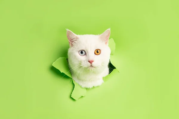 Mavi arkaplanda iki göz rengine sahip beyaz kedi resmi