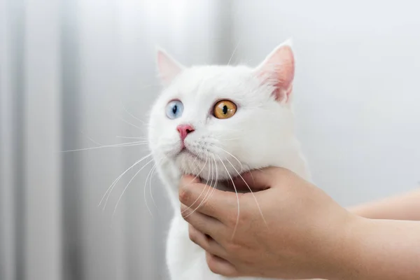 lovely white cat image with two color eyes at home