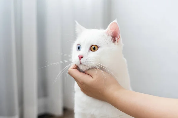 lovely white cat image with two color eyes at home