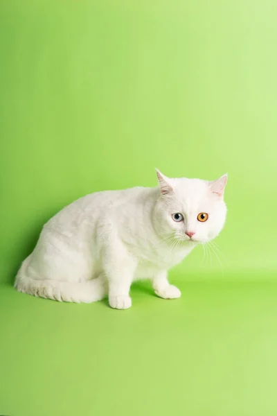 Imagen Gato Blanco Con Dos Colores Ojos Aislados Sobre Fondo — Foto de Stock