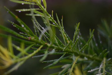 Ladin iğnelerine çiy damlaları düşer.