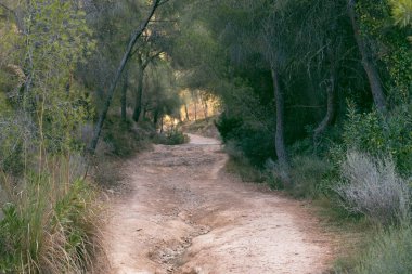 Kırsalda çam ağaçlarının arasındaki yollar saf doğa.