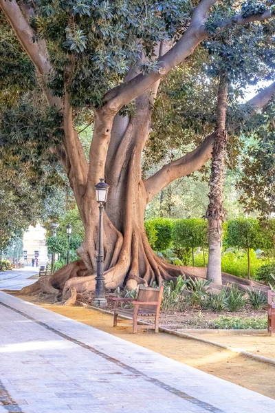 Grote Oude Bomen Een Park Met Restjes Lantaarnpaal — Stockfoto