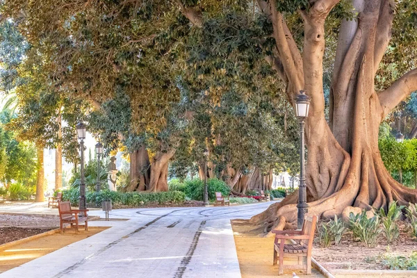 Grote Oude Bomen Een Park Met Restjes Lantaarnpaal — Stockfoto