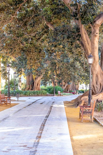 Grote Oude Bomen Een Park Met Restjes Lantaarnpaal — Stockfoto