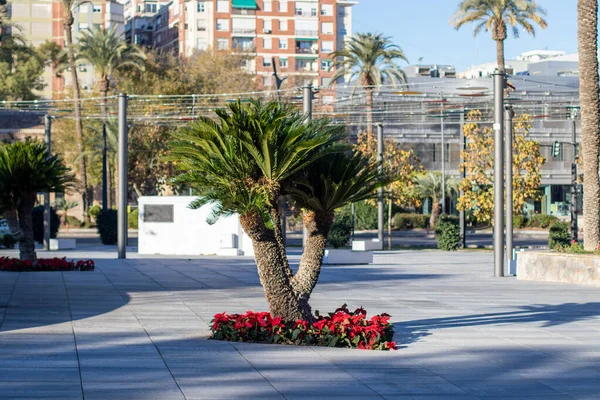 Boom Een Park Met Rode Bloemen Stad Achter — Stockfoto