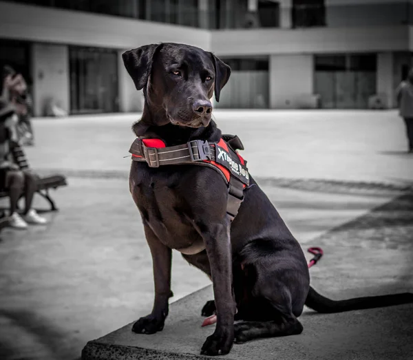 Black dog with red and black collar