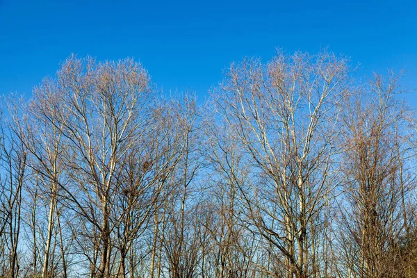 Bare Trees Early Spring Clear Blue Sky — Stock Photo, Image