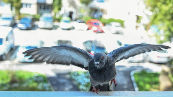 Güvercin pencere pervazına iniyor, iki kanadı da açık..