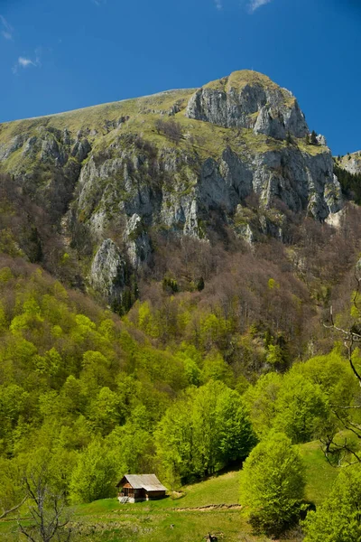 山巅山脚下的绿色草甸上 建起一座乡村木屋 山毛榉林盛开 绿油油的 欣欣向荣 罗马尼亚喀尔巴阡山 — 图库照片
