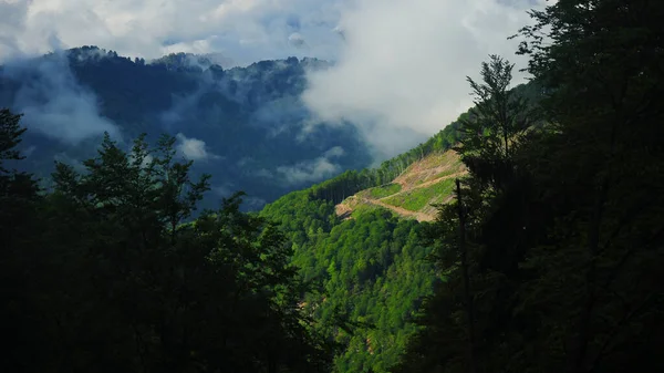 雨云覆盖着Lotru Massif的山顶 风暴过后的风景 山毛榉的树林是绿色的 罗马尼亚喀尔巴阡山 — 图库照片