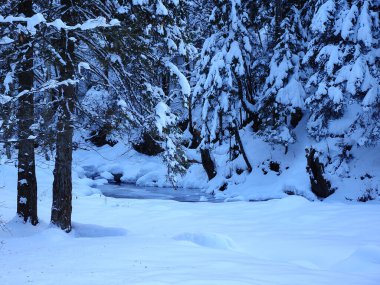 Donmuş Avrig nehrinin karlı bir kozalaklı ormandan akan manzarası. Kış Sezonu, Carpathia, Romanya.