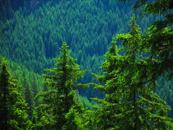 Coniferous Forest Consisting Spruce Fir Trees Cindrel Mountains Carpathia Romania — Stock Photo, Image