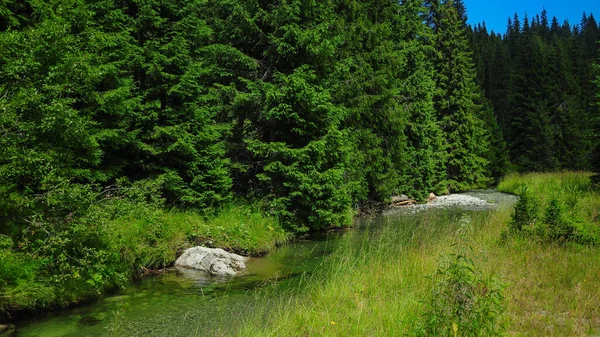 Lotru nehri yamaçtan aşağıya doğru akıyordu. Parang Dağları 'nda güneşli bir sabah. Firavun ağaçları manzarayı tamamlıyor. 
