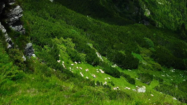 山羊群在高山牧场上放牧的一群羊 位于卡巴塔尼山脉的高空 草甸上长满了松树灌木 罗马尼亚的传统东欧耕作 喀尔巴阡山脉 — 图库照片