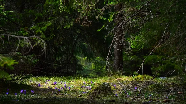 Une Prairie Alpine Pleine Fleurs Crocus Pourpres Fleurs Une Forêt — Photo