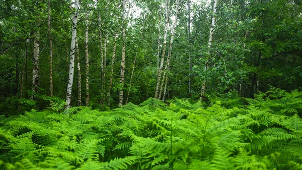 明亮的绿色蕨类植物在混交林和山毛榉林的掩蔽下茁壮成长 茂盛的植被生长是季节性的 照片是在五月中旬拍摄的 — 图库照片