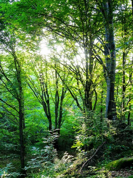 Ηλιακό Φως Που Διαπερνά Άγριο Δάσος Οξιάς Στα Όρη Φαγκαρά — Φωτογραφία Αρχείου