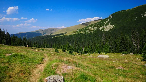 沿着可以俯瞰洛特鲁山的草场漫步的小径 罗马尼亚喀尔巴阡山脉一片阳光灿烂的高山草甸 — 图库照片