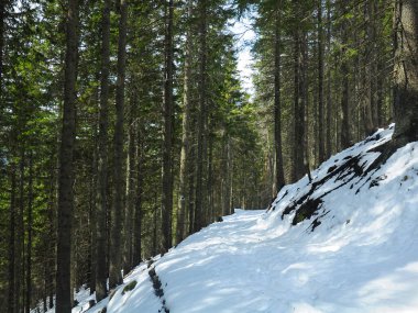 A snowed footpath deep inside the wild spruceforests of Lotru Mountains. Sunny but cold winter day. Carpathia, Lotru Massif, Romania.