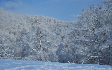 White snow covering the branches of a wild beech tree forest. Sunny day with blue sky in Parang Mountains, Romania.