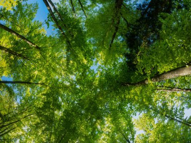 Kayın ağaçları parlak yeşil yapraklarından görkemli bir taç oluşturuyorlar. Düz büyüyen ağaçlar Karpat Dağları 'nın dağlık ormanlarında boldur. Romanya