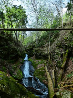 A huge debit waterfall flowing through large mossy stones and fallen tree trunks. Spring season, Cozia Mountains, Carpathia, Romania