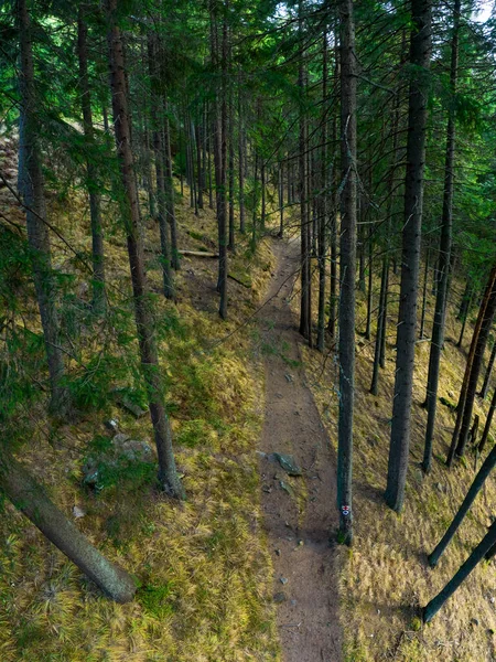 Drone View Green Coniferous Woodland Crossed Footpath Wild Forest Located — Φωτογραφία Αρχείου